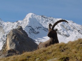 Capra Ibex nel Parco del Gran Paradiso