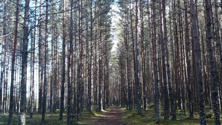 Estonia, boschi e foreste
