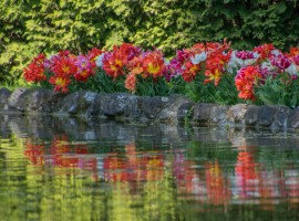 Tulipani rossi e gialli che si specchiano nell'acqua del Parco Sigurtà