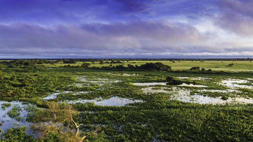 Il paesaggio del Pantanal, Brasile