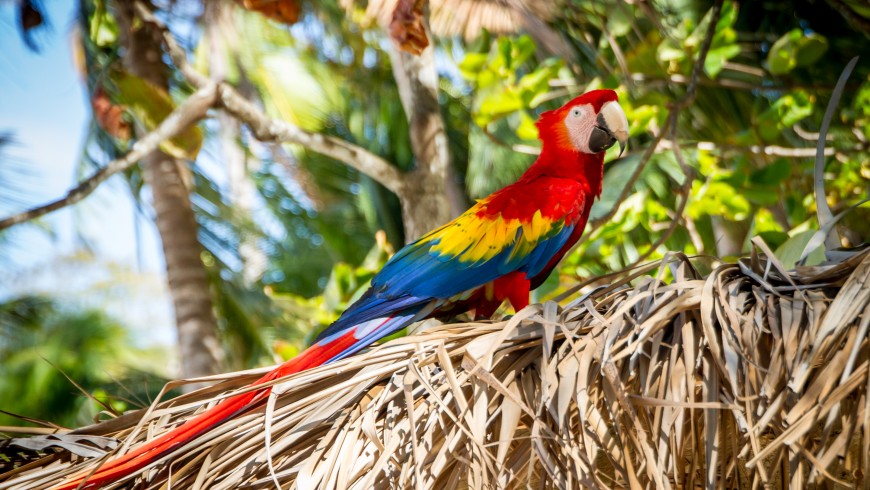 Costa Rica, con la sua eccezionale biodiversità, è una delle destinazioni per eco-viaggiatori del 2019