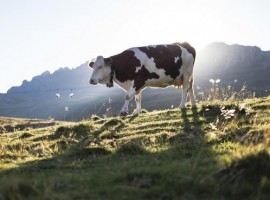 mucca al pascolo a Passo San Pellegrino