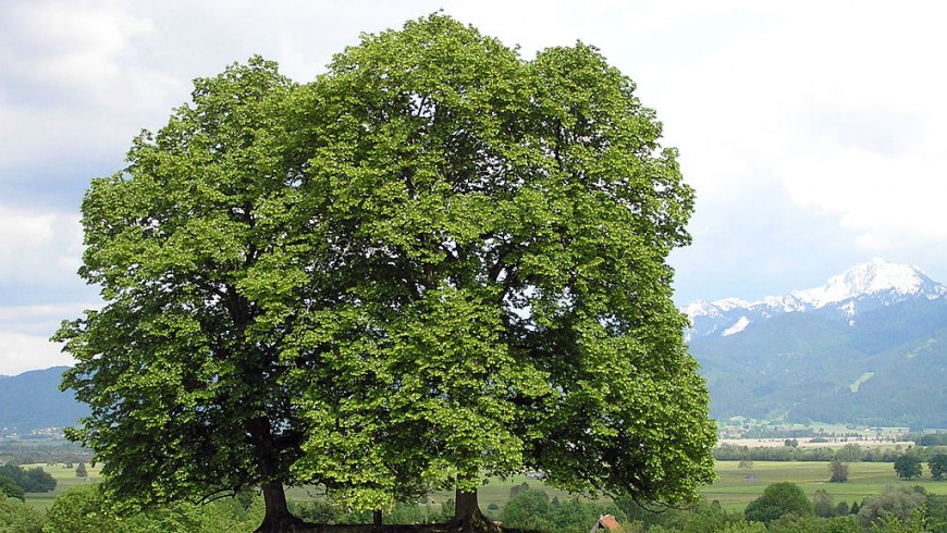uno degli alberi anti smog più efficienti è il Tiglio selvatico (Tilia cordata)