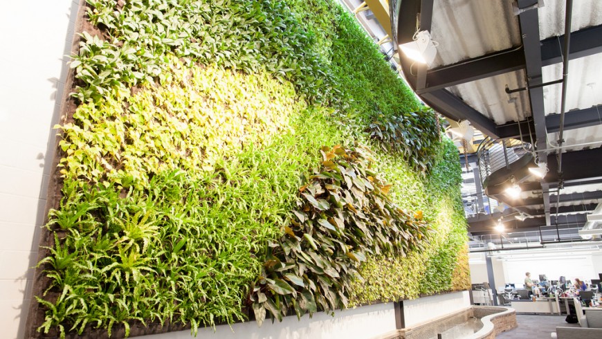 Interior living wall in office entire wall