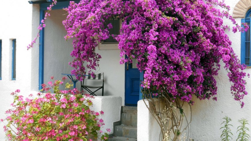 Ingresso casa, facciata bianca, porta e infissi blu, fiori viola rampicanti