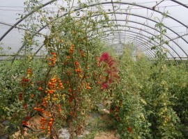 interno della serra con pomodori e altri ortaggi