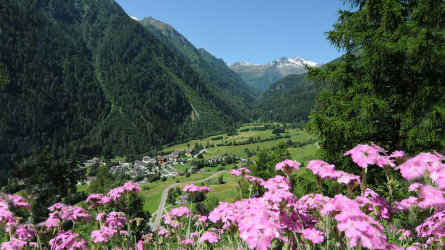 fiori rosa con la val di peio nello sfondo