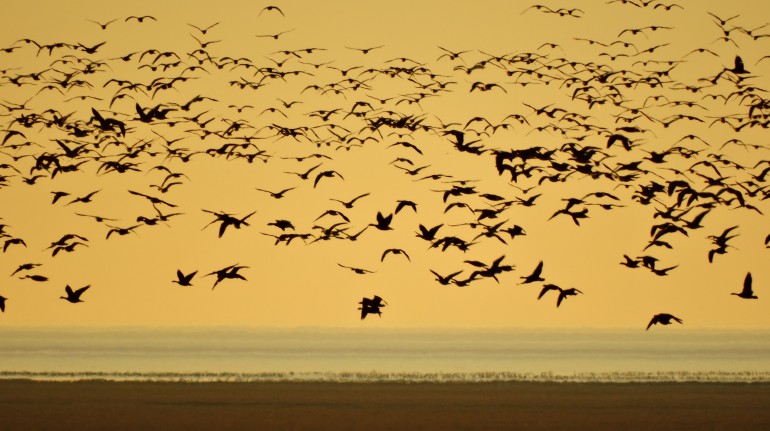 Gabbiani in volo sul mare dei Wadden, photo Henk Bree