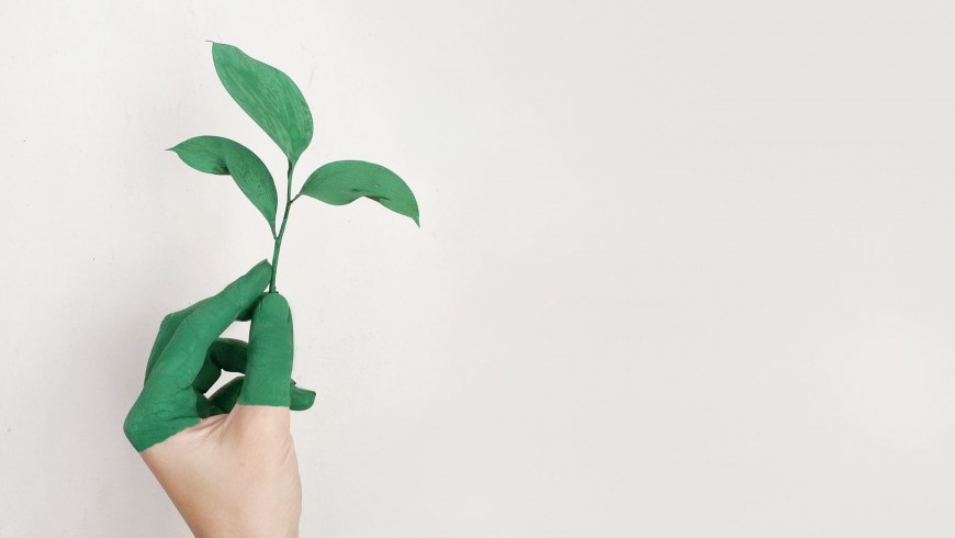 green hand holding a newborn plant