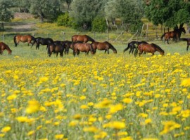 cavalli in un campo fiorito