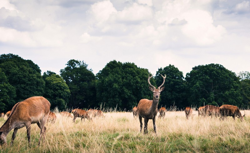 renne brucano l'erba nel parco vicino alla foresta di Londra, una delle migliori città vegan al mondo