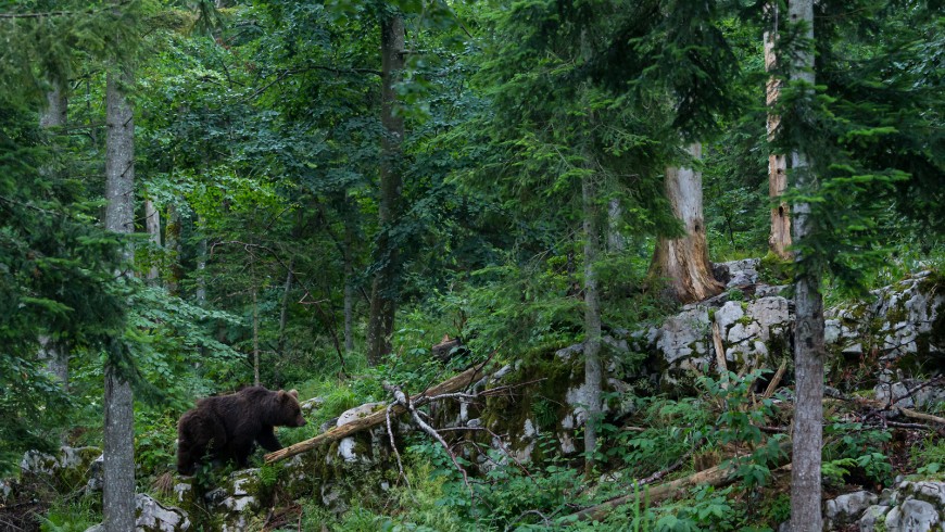 orso nelle foreste slovene