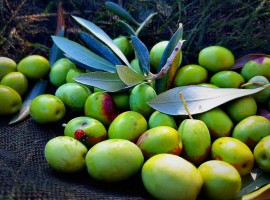 olive autoctone slovenia