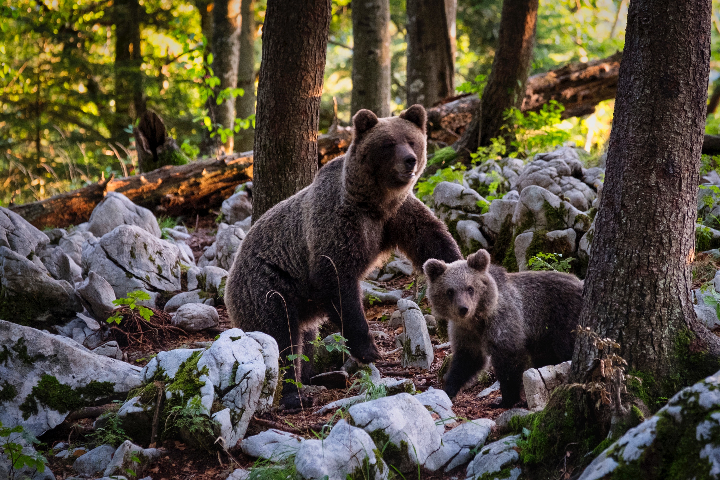 famiglia di orsi bruni nel bosco della slovenia