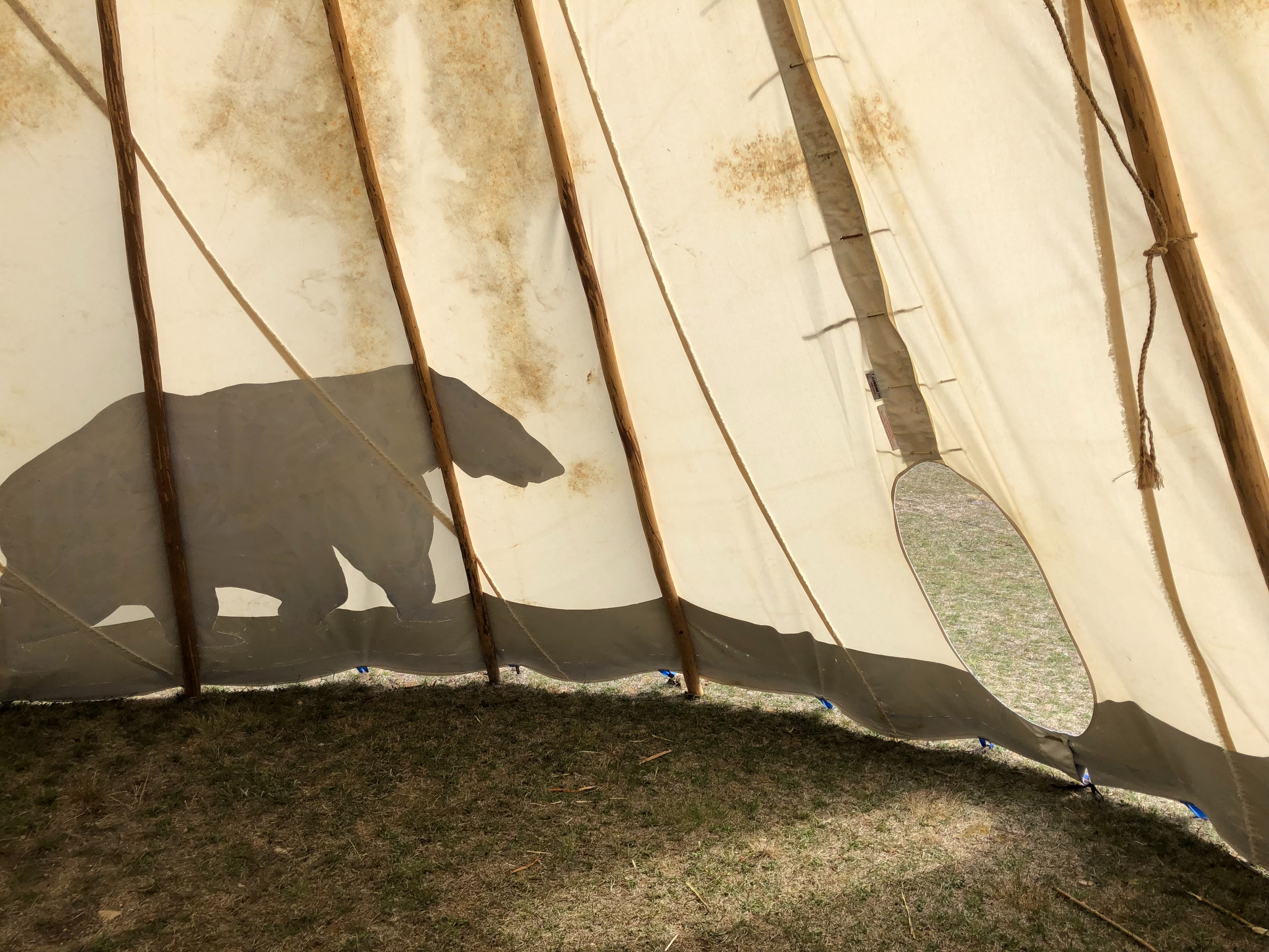 tenda da campeggio e orso