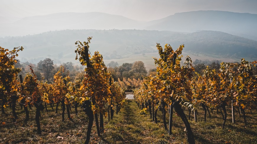 vineyards in Roero, Cuneo 