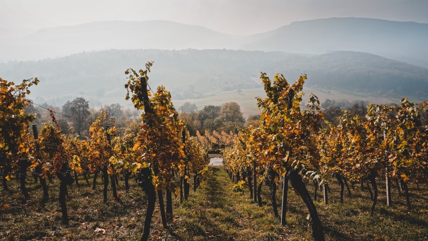 vigneti a Roero, Cuneo 