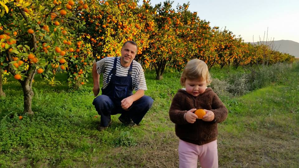 raccolta delle arance in Croazia