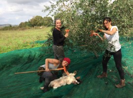 Raccolta delle olive all'agriturismo biologico Sant'Egle