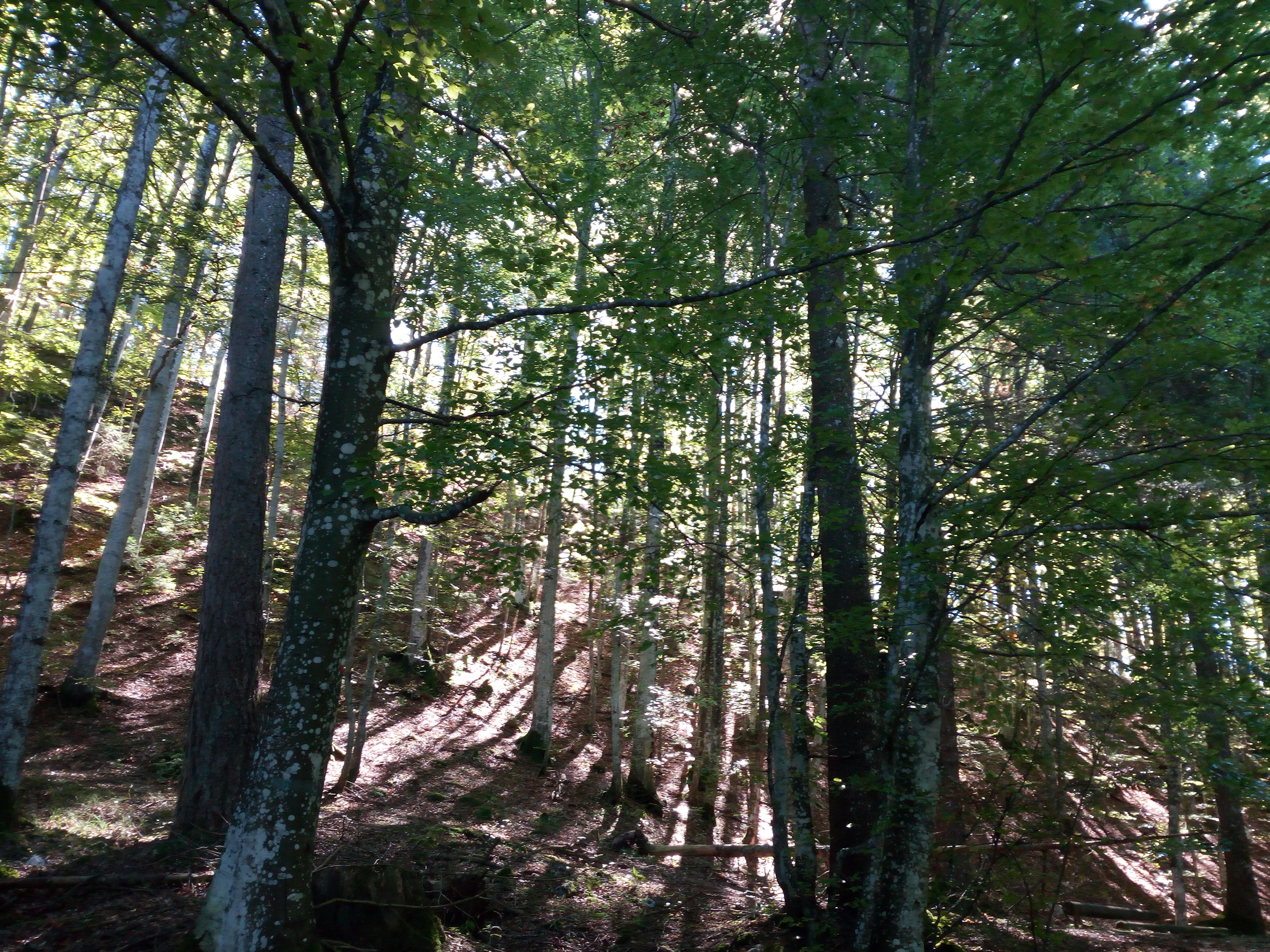 Woods in Cimbian Highlands, Lavarone, Italy