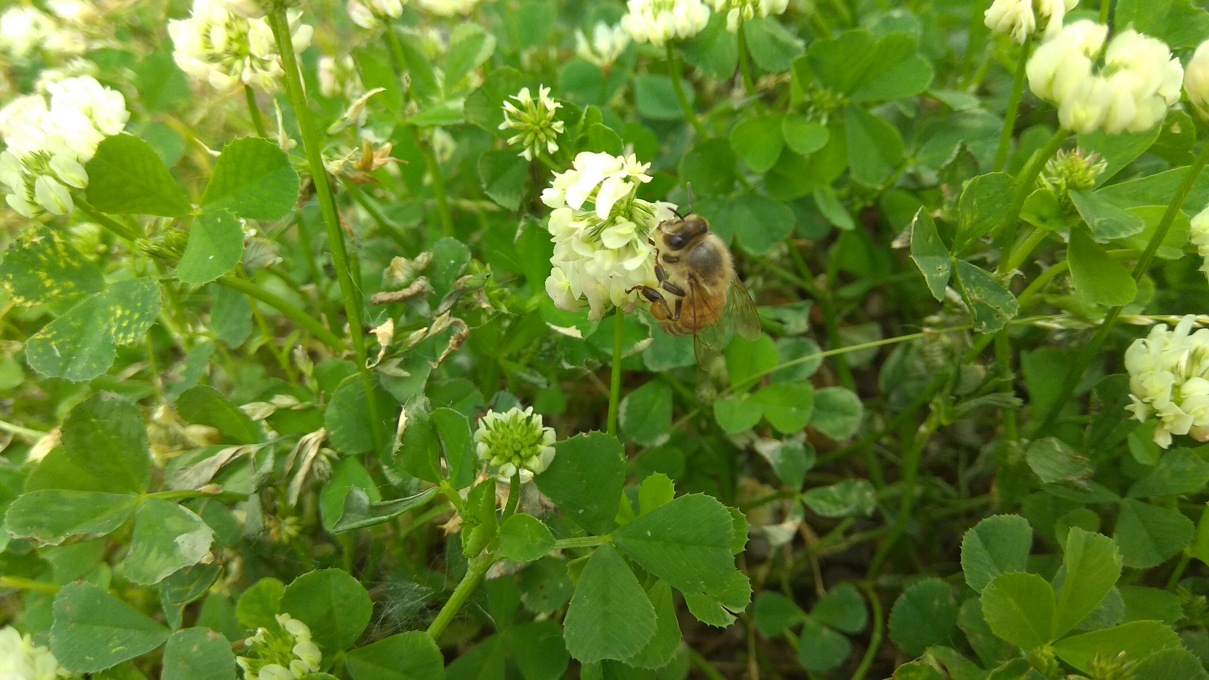 ape sopra un fiore