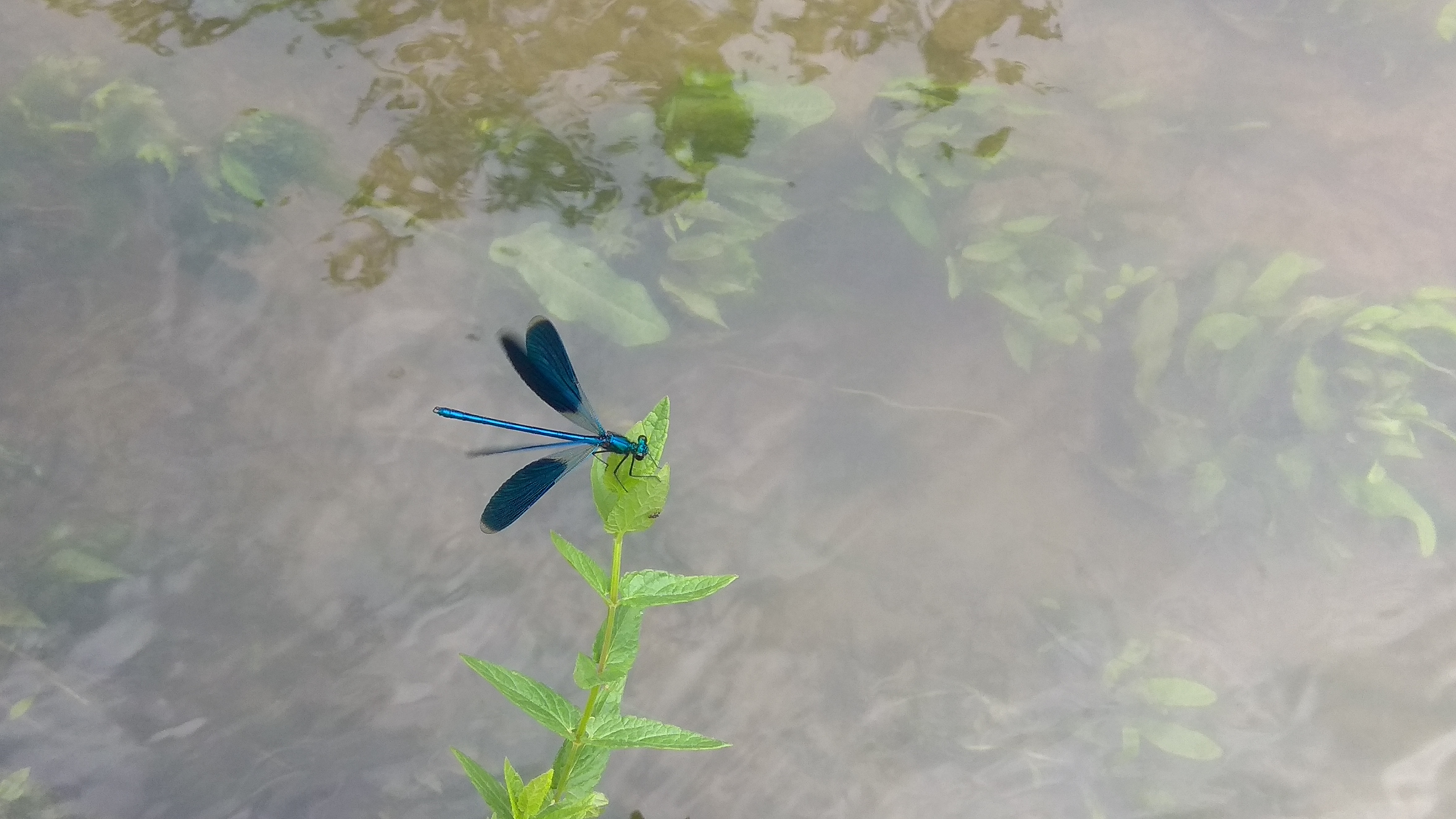 libellula sul lago