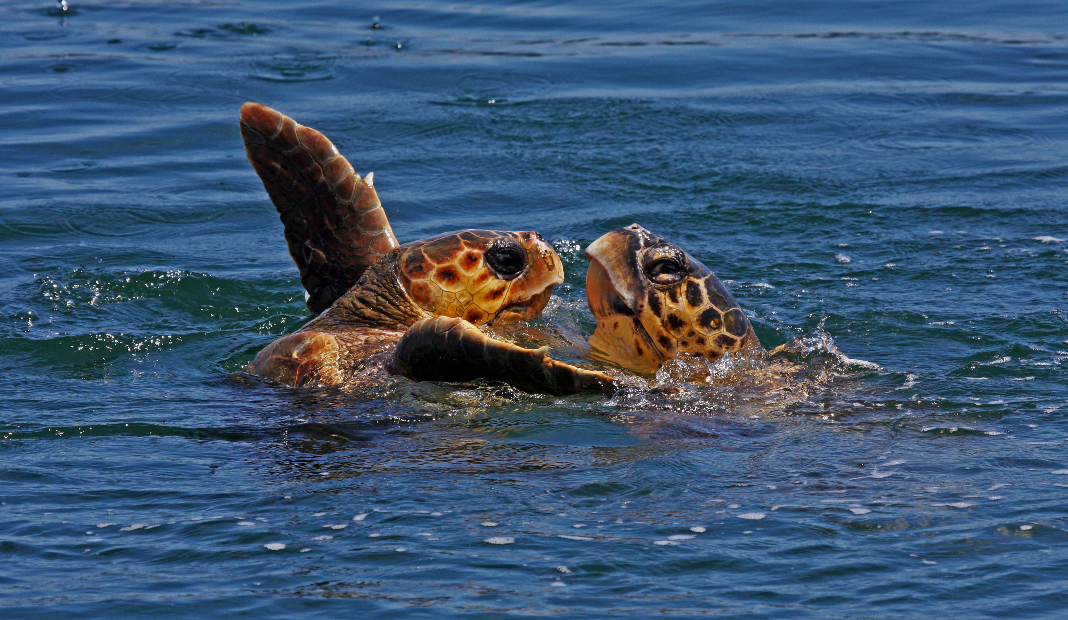 Due tartarughe marine Caretta Caretta che giocano in acqua