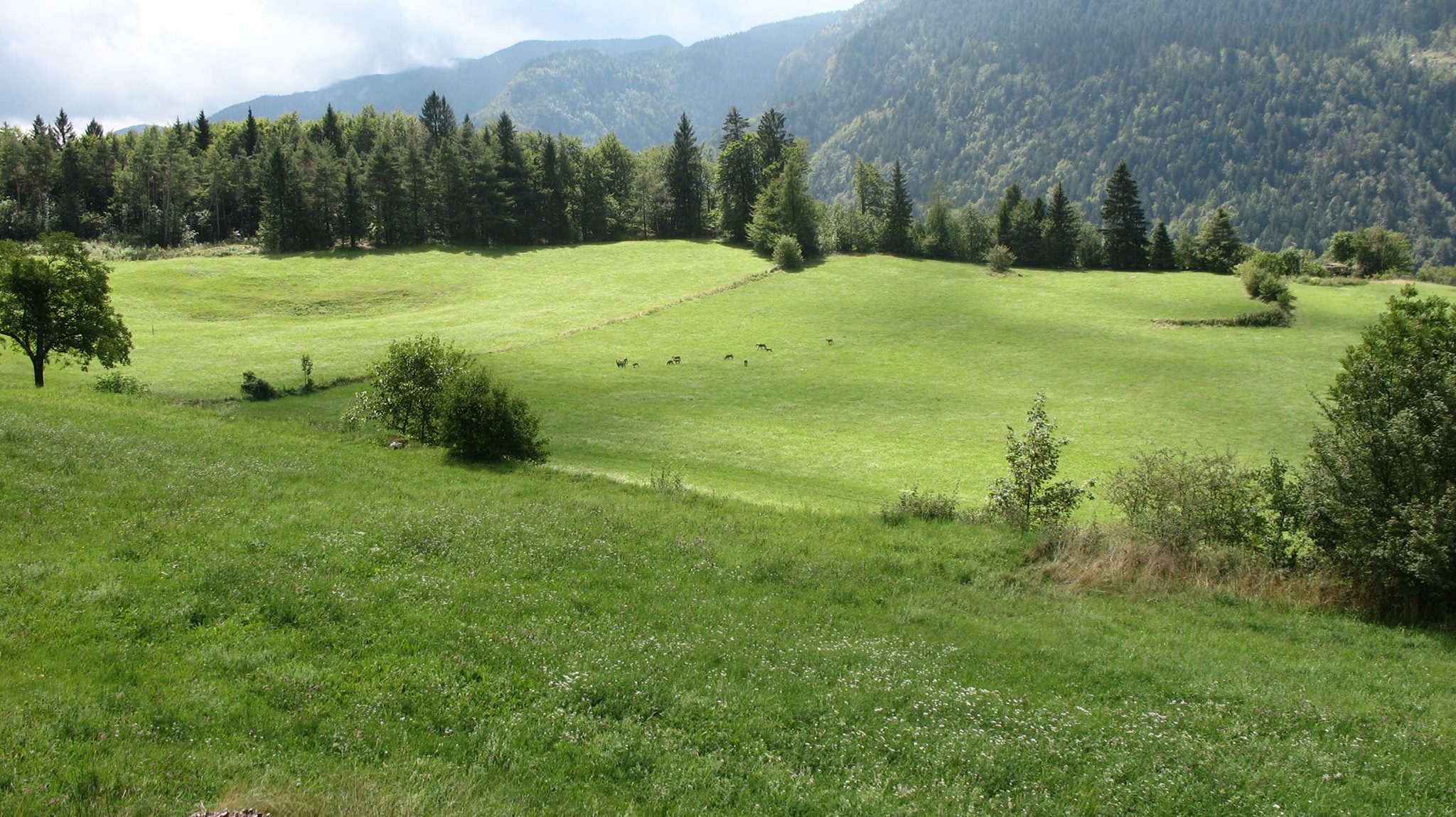 Paesaggio con camosci davanti all'hotel Mignon di Nosellari