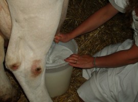 Mungere una mucca a Lavarone