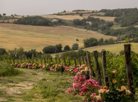 Wine Chalet: fuga romantica ed ecologica in Umbria