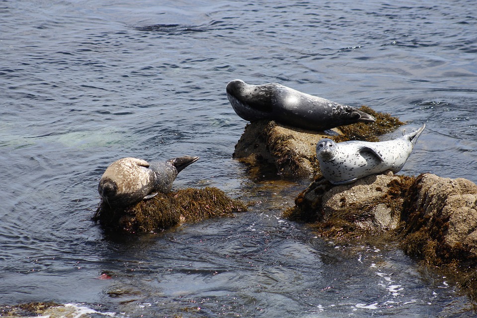 Orche e foche a Monterey