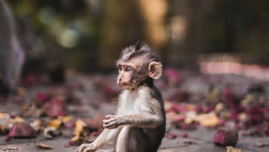 Baby monkey found in Sacred Monkey Forrest in Ubud, Bali