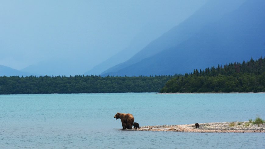 Una mamma orso insegna ai suoi cuccioli a nuotare sul bordo del lago Naknek, in Alaska,