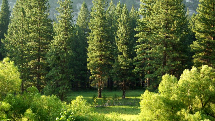 alberi tipici della zona fitoclimatica Fagetum