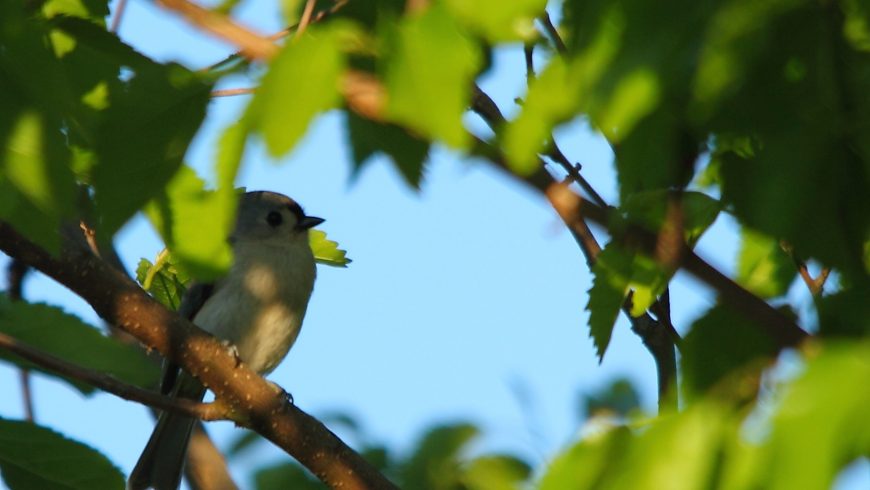 Uccello nascosto tra i rami di un albero in Virginia, usa
