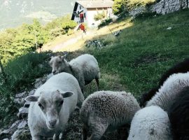 animali all'ecobnb Botton d'Oro in Valle Imagna