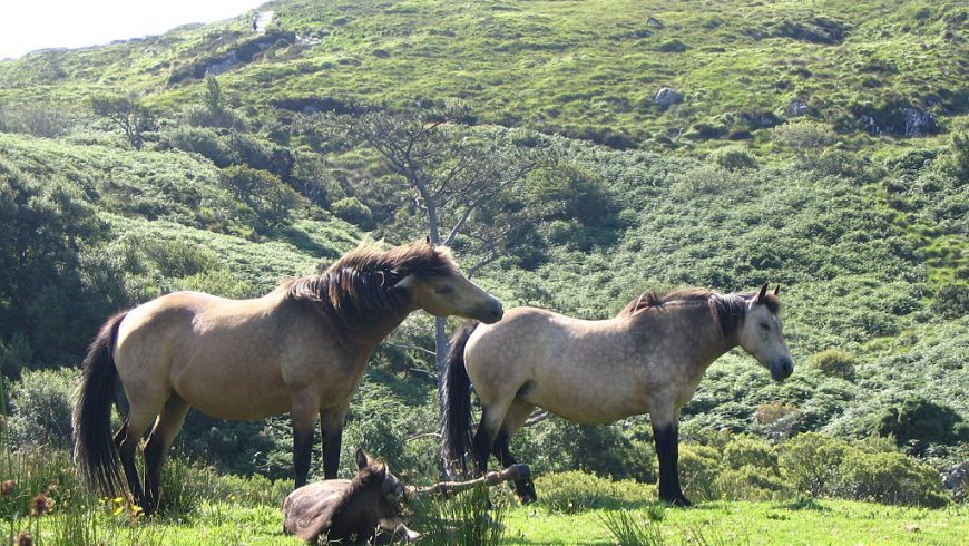 Pony Connemara, pony indigeno dell'Irlanda