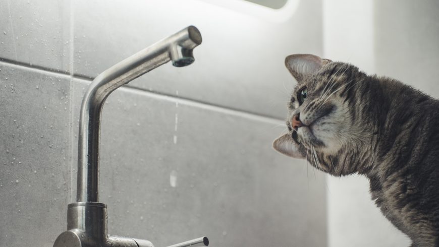 Gatto che osserva l'acqua che sgocciola dal rubinetto