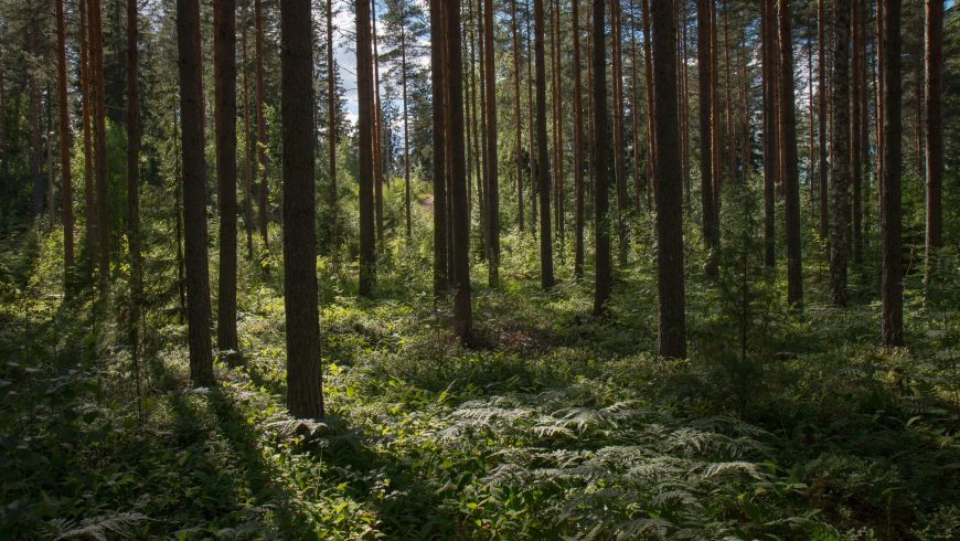 foresta verde stato ambiente report
