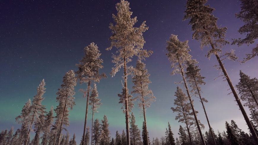 Aurora boreale nei boschi innevati