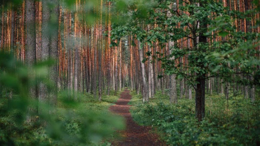 sentiero in Lituania
