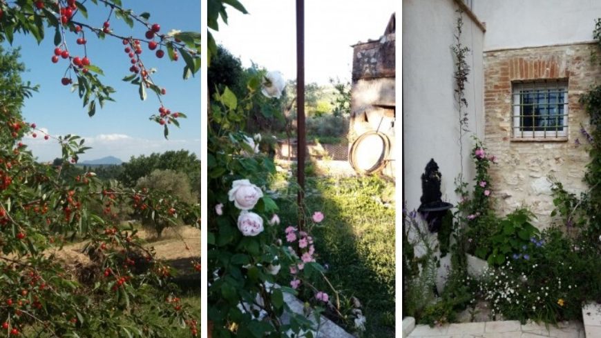 Foto delle rose e della vegetazione attorno alla casa di paglia