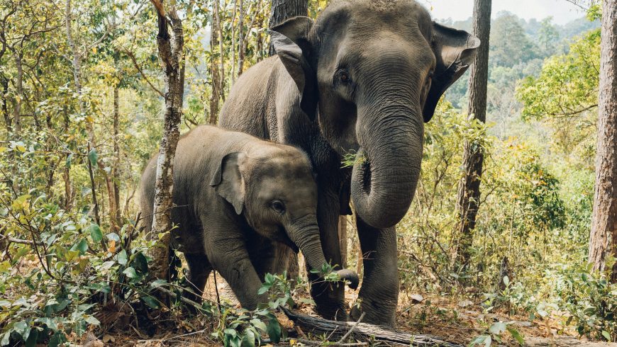 elefanti in un santuario per animali selvatici