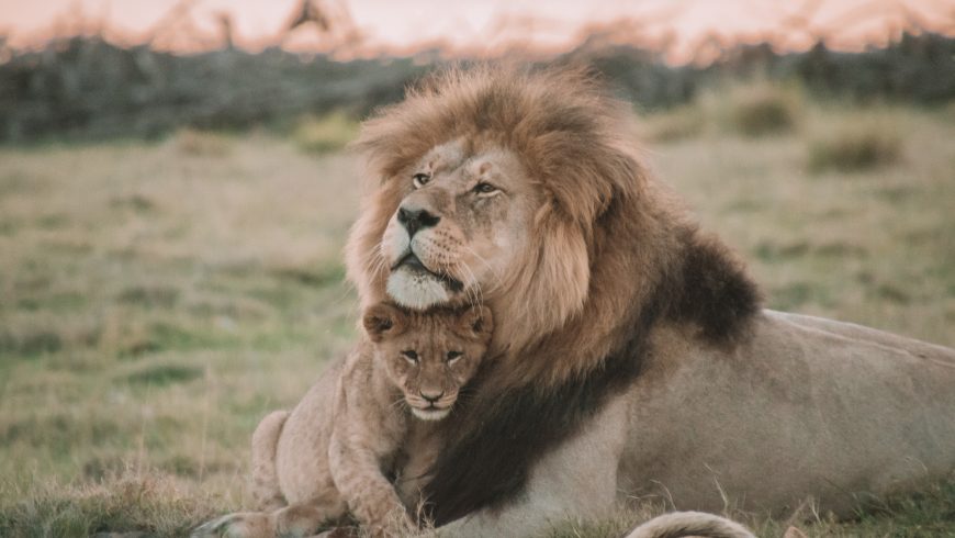 leoncino con leone: animali selvatici sfruttati come attrazioni turistiche