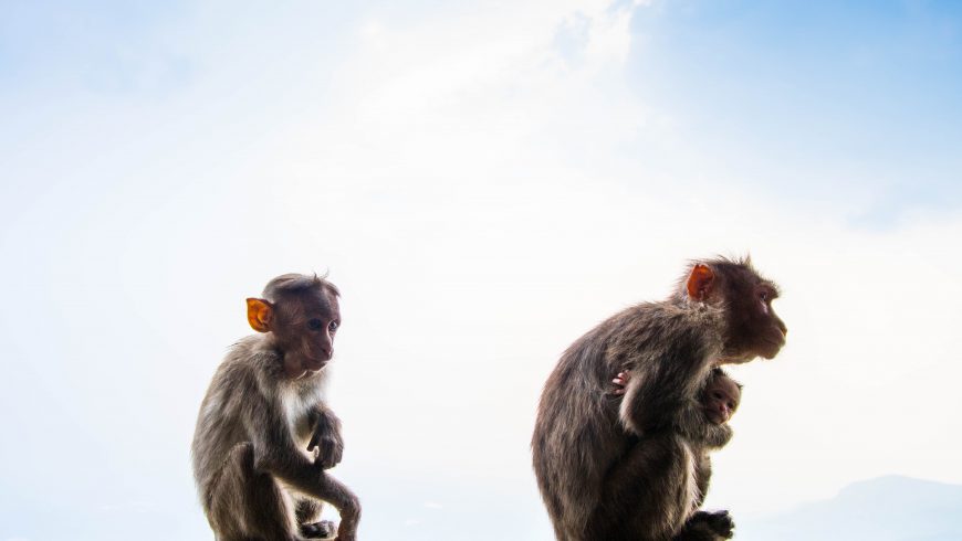scimmie, animali selvatici sfruttati per attrarre turisti
