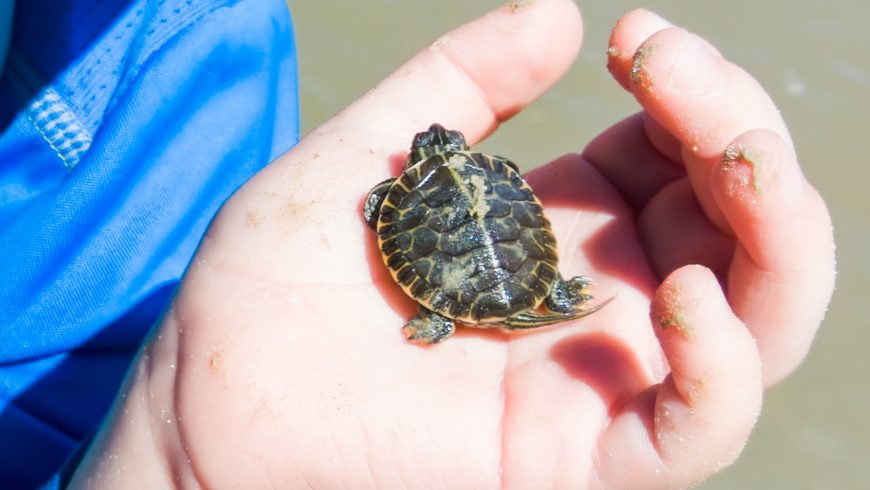 tartaruga marina nella mano di un turista