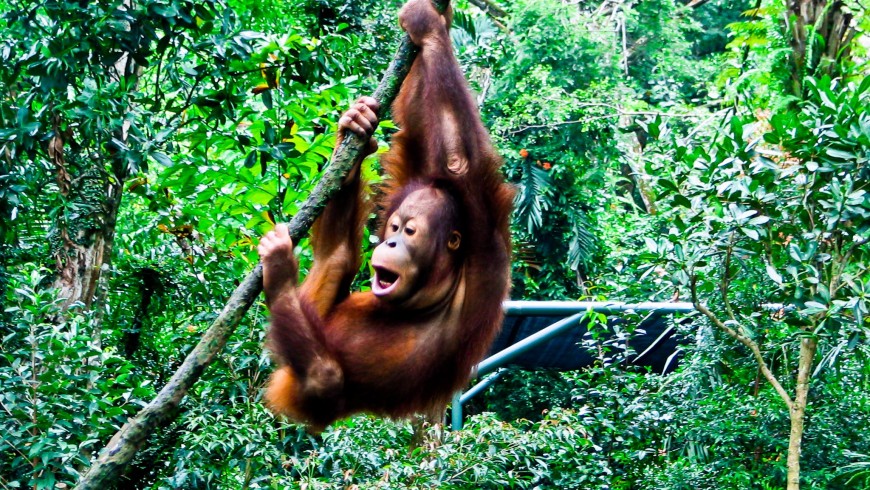 Orangotango in Borneo