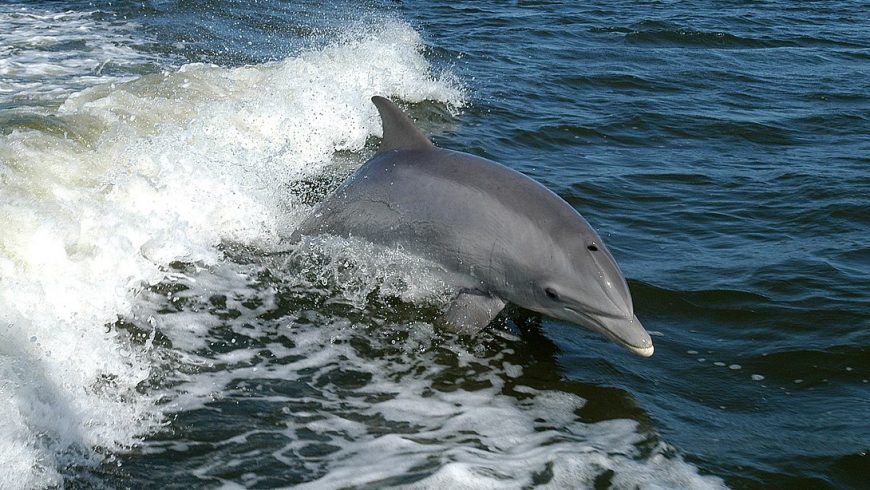 Delfino, specie molto presente all'isola Asinara