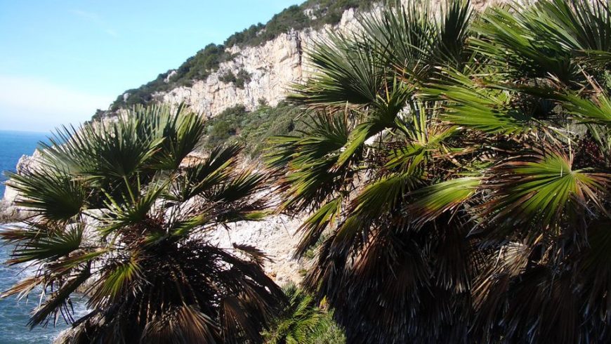 Palme nane in zona Quarto Caldo, nel parco nazionale del Circeo