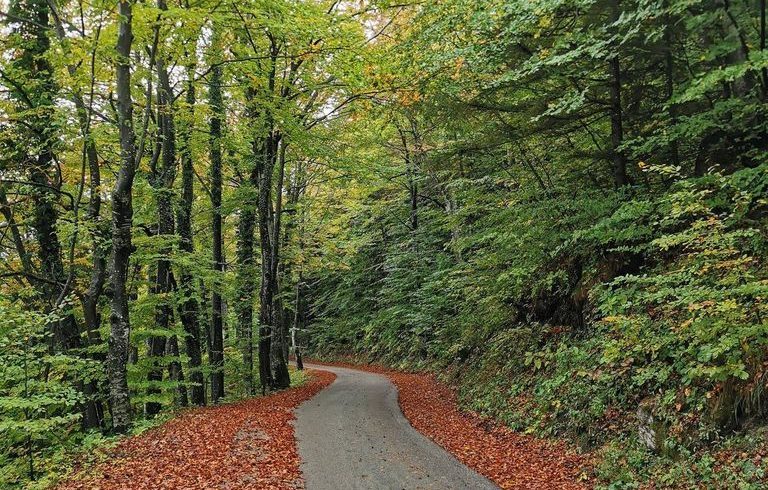 strada nel bosco vicino all'eco-chalet